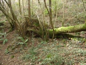 Árbol caído