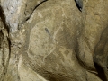 Altxerriko bisonte zauritua