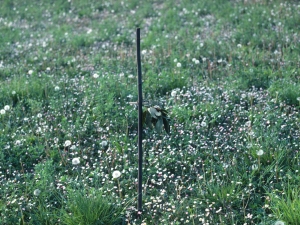 Gurutzea