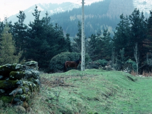 Baztarrina