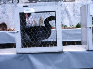 [Animali erakusketa pilotalekuan Santo Tomas egunean]