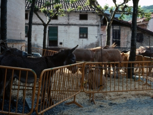 [San Isidro ferian animali erakusketa]