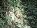 Armarria