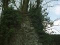 Armarria