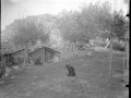 Arrisoraio mendiko borda