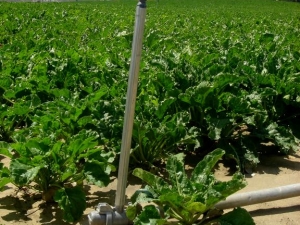 Erremolatxa ureztatzen Trebi