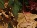 Natura (ostoak)