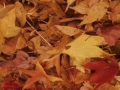 Natura. Ostoak