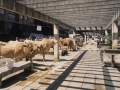 Urteroko Azoka berezia. Azienda eta hegaztien erakusketa