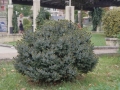 Igartza parkeko lorategia