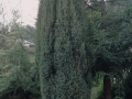 Zuhaitzak