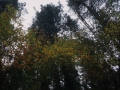 Zuhaitzak (diagonalean)