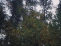 Zuhaitzak