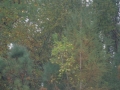 Zuhaitzak