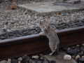 Katua tren bidean