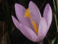 Natura. Lora