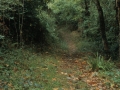 Basoa