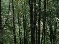 Basoa. Zuhaitzak