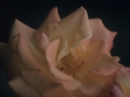 Lorea.