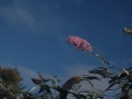 Lorea "contrapicado" erara aterata.