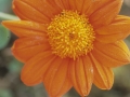 Flores.