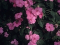 Loreak