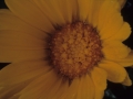Loreak