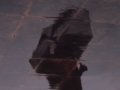 Ura