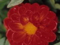 Loreak