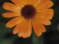 Lorea