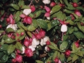 Loreak