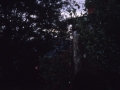 Ura