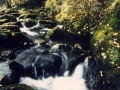 Errekatxoa
