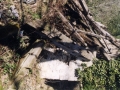 Aurriak