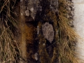 Eroritako harria