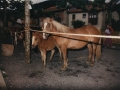 Behorra eta moxala erakusgai San Isidro ferian