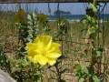 Naturaleza Dunas y Marismas