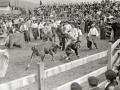 SUELTA DE VAQUILLAS EN UNA PLAZA DE TOROS PORTATIL DE HERNANI. (Foto 5/10)