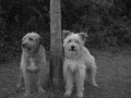 Dos perros