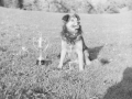 Perro junto a trofeo