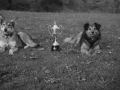 Perros junto a trofeo