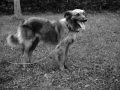 Perro pastor