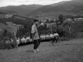 Pastor junto a su perro y rebaño de ovejas