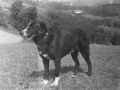 Perro
