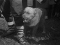 Perro
