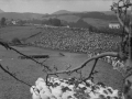 Ovejas durante el concurso