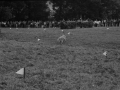 Perro durante el concurso