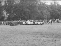 Ovejas durante el concurso