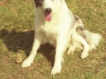 Perro
