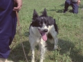 Perro ganador del concurso